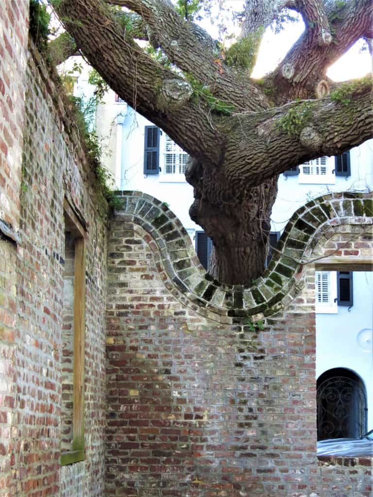 To protect an Old Oak, the parking lot wall was built with a divot at the top to accommodate the tree.