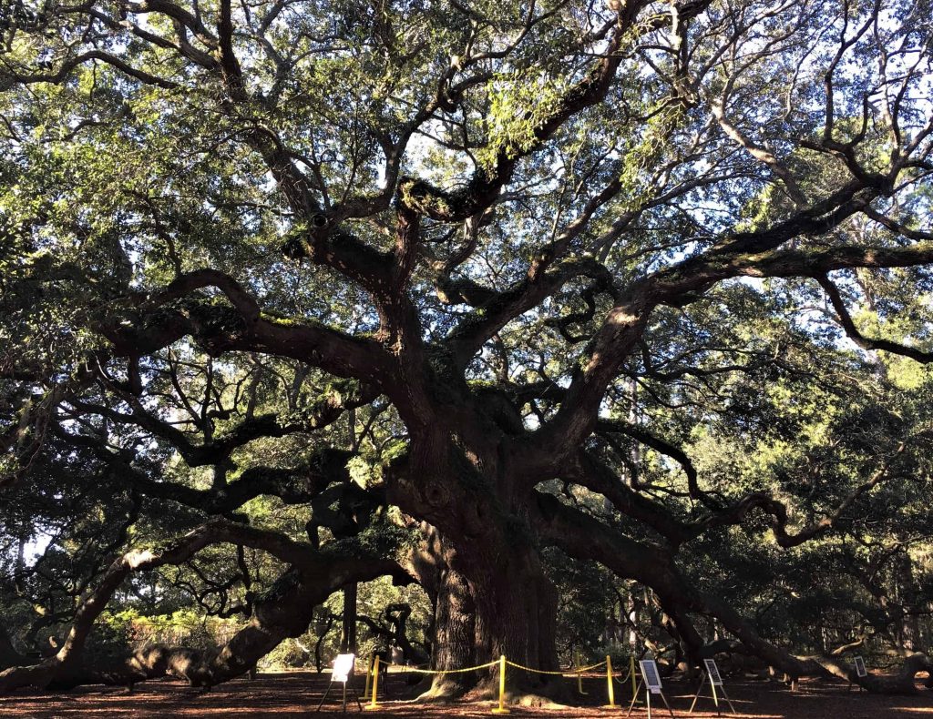 The Angel Oak Tree is fragile and now is roped off so visitors cannot get too close and damage the tree.
