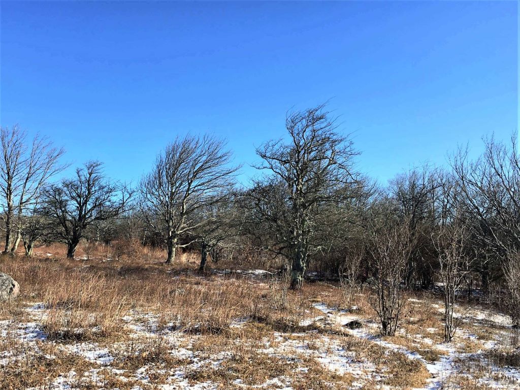 Trees with no leaves showing the branches are all bending to the right as if a strong wind was blowing even though there was no wind.