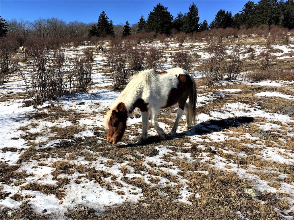 A small brown and white wild pony, part of the herd that lives in Grayson Highlands and Mount Rogers.