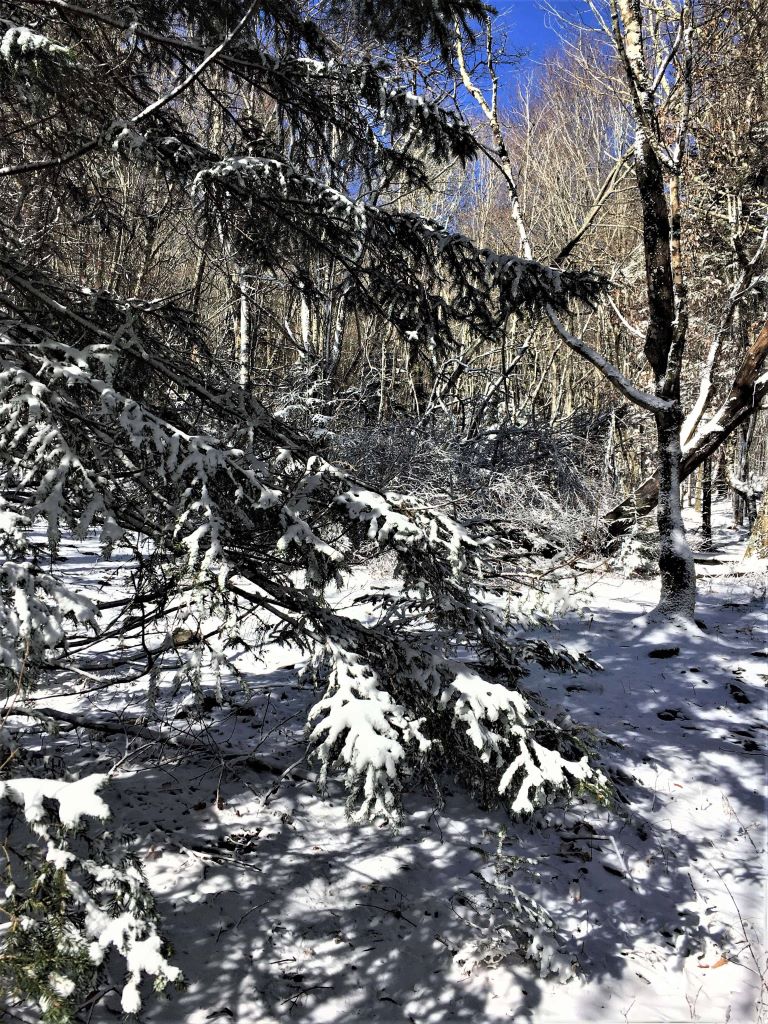 There was about 2 inches of snow covering everything, including the trail we were trying to follow.