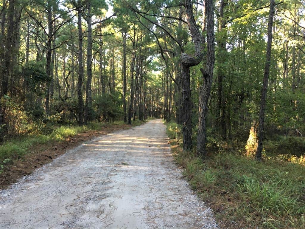 The interior trail at False Cape State Park is basically a dirt road and frequently used by bicyclists and some cars.