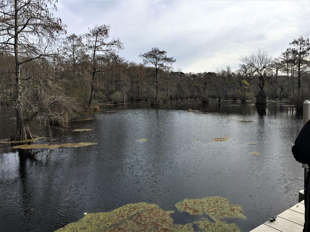 Merchants Millpond runs right into the swamp but the millpond itself has clean, pretty water, like a lake.