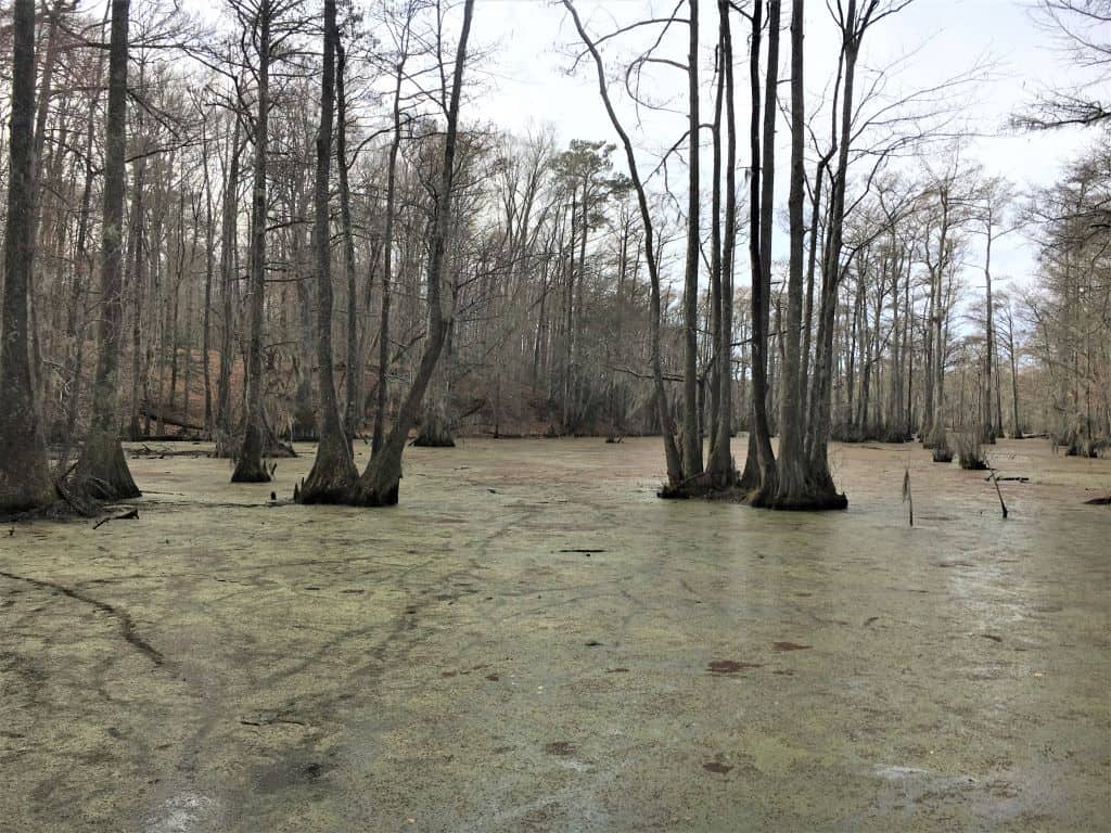 Lassiter Mill Swamp at Merchants Millpond has large cypress trees coming out of the water covered in green algae and moss.