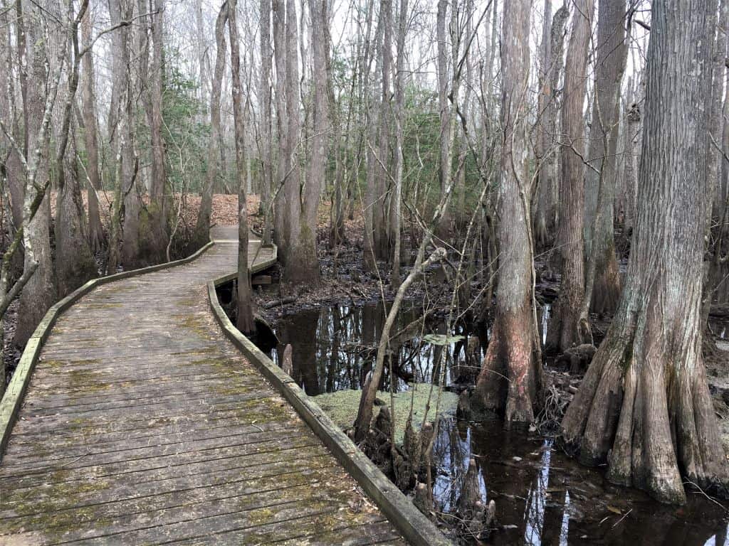A boardwalk crossing one of the areas of swamp.