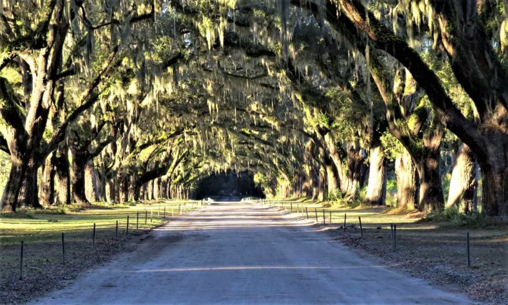Dirt road lined by old oaks leading from Wormsloe entrance to parking lot.