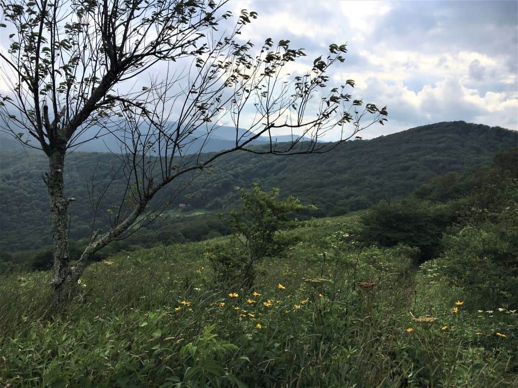 Spring view looking back at Overmountain Shelter from halfway up Yellow Gap with a lot of green and flowers.