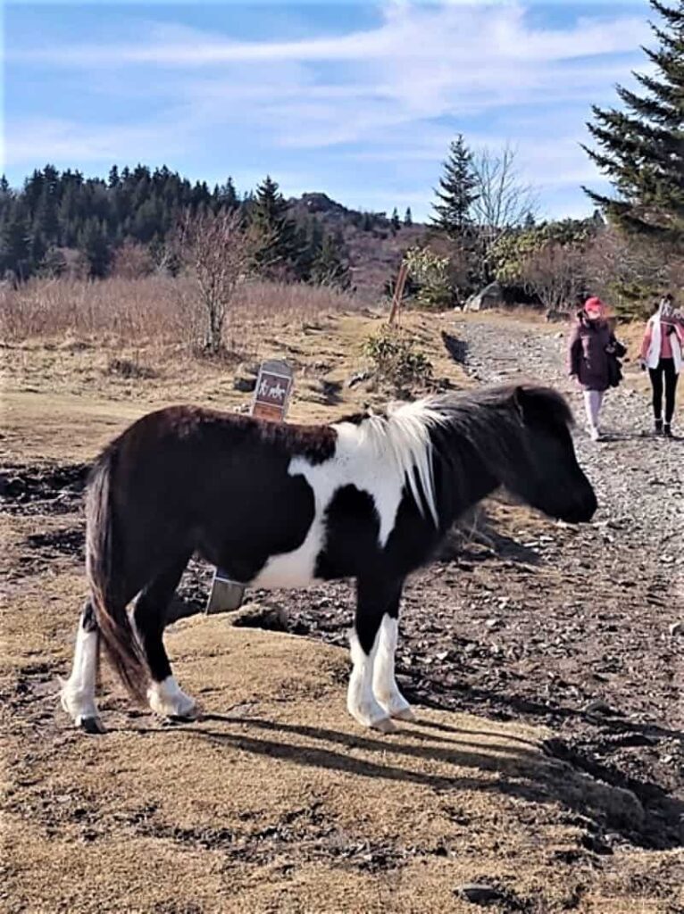 One of the small, wild ponies that live at Mount Rogers and Grayson Highlands.