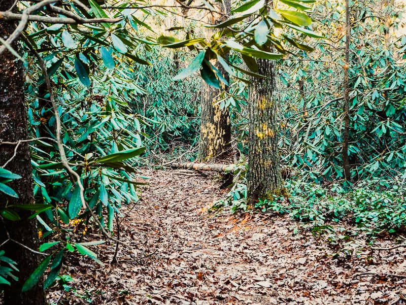 The first section of Shinny Trail at South Mountains State Park.