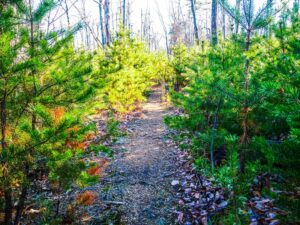 Shinny Trail in South Mountains State Park.