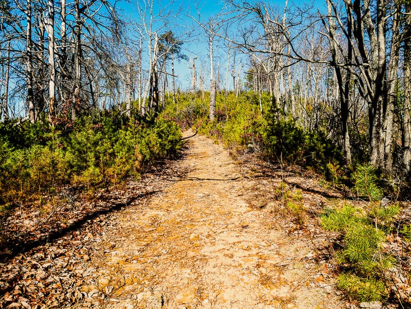 Horseridge Trail transitioning to a hill with many plants.