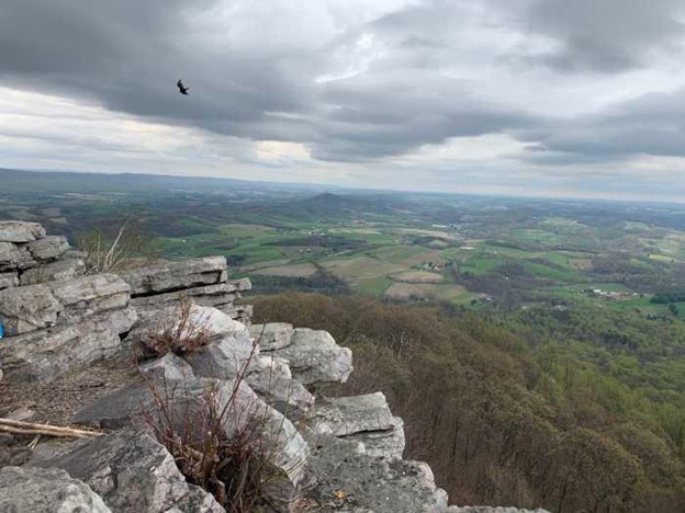 View from The Pinnacle in Pennsylvania with a bird flying overhead.