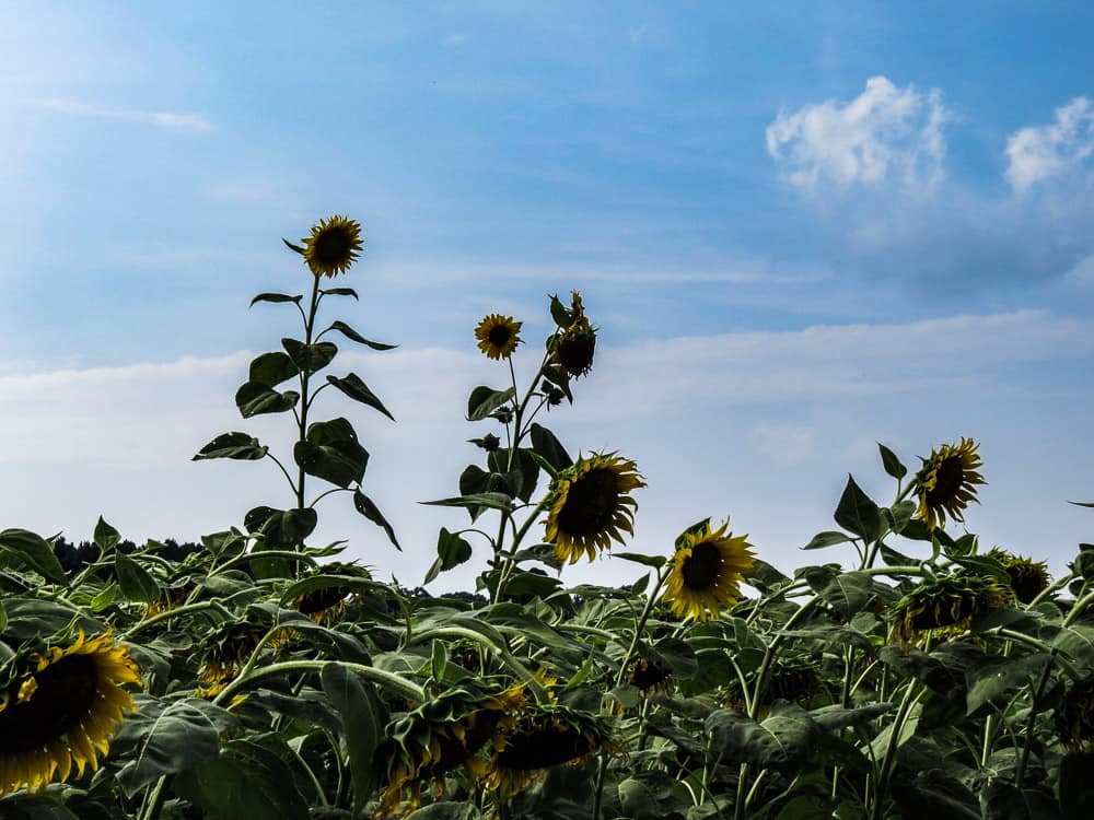 A few tall sunflowers extending above the sunflower field.