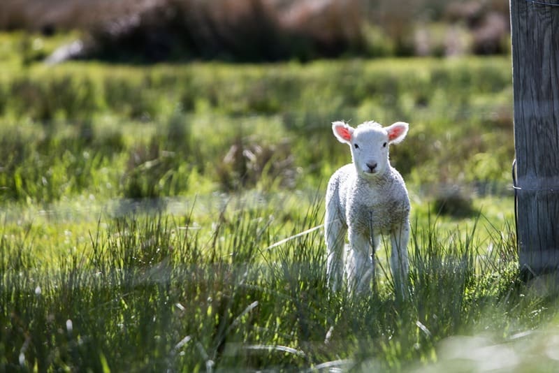 Baby lamb in field in Clinton, TN.