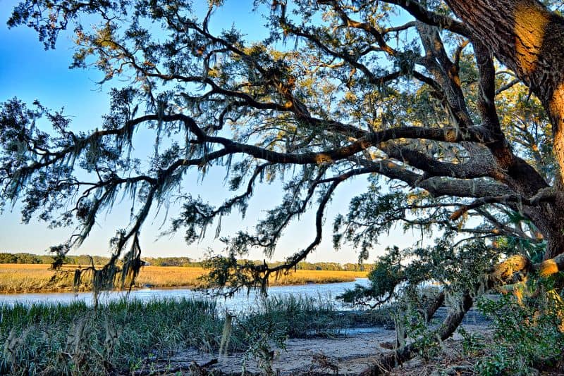 Old tree over waterway in Edisto Island, SC.