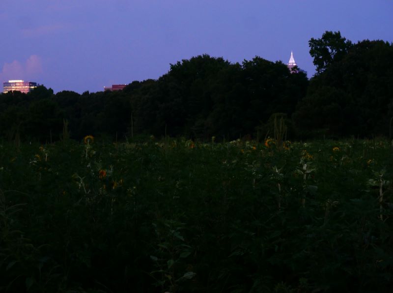 Downtown Raleigh lit at night with darkened sunflower field in the front.