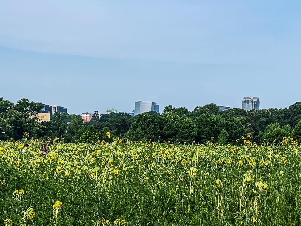 The Raleigh downtown skyline behind the sunflower field at Dorothea Dix park.