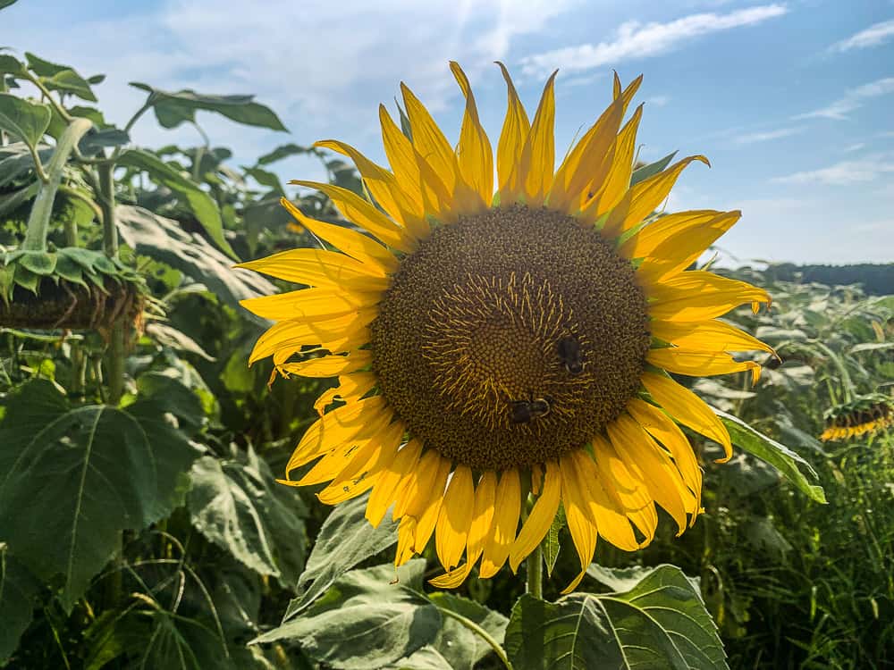 A single sunflower with two bees in its center.