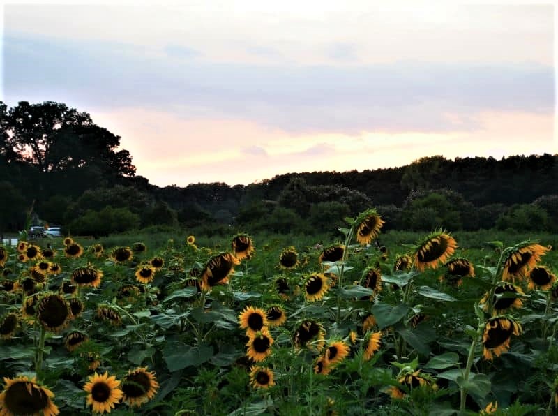 Field of sunflowers with a slight purple sky from sunset behind them.
