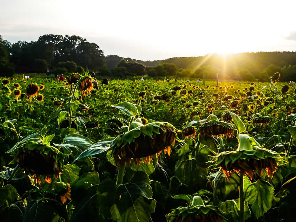Sunflowers beginning to droop with the last rays of sunlight behind them.