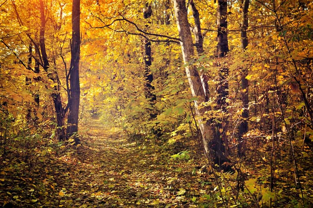 Hiking trail lined with colorful trees in the evening.