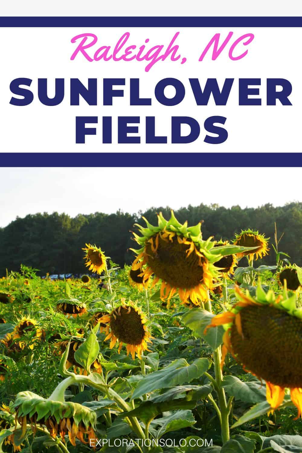 Pinterest pin with group of sunflowers