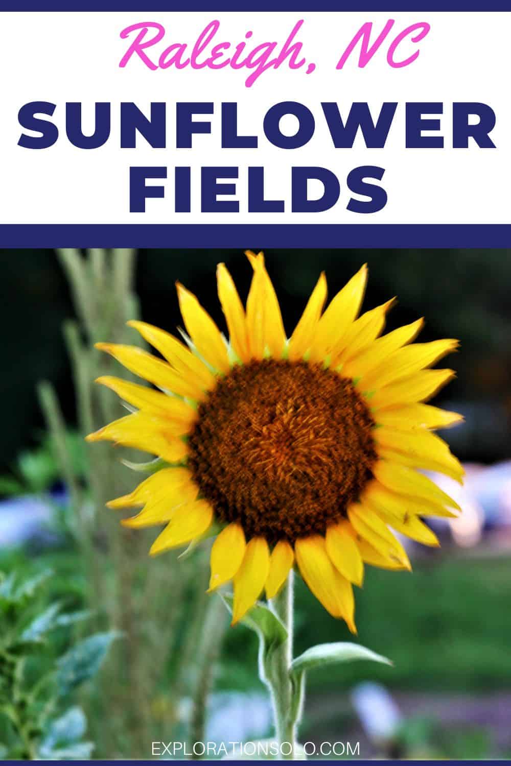 Pinterest pin with single sunflower