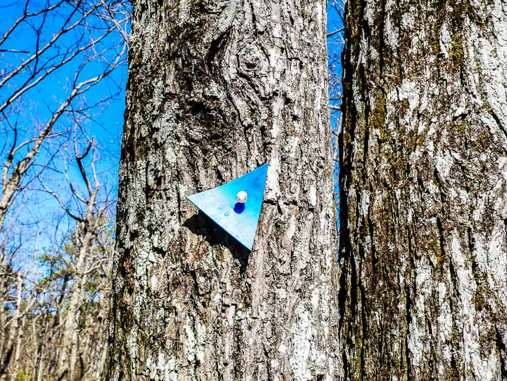 Blue triangle blaze noting Wolf Rock trail on tree at Hanging Rock State Park