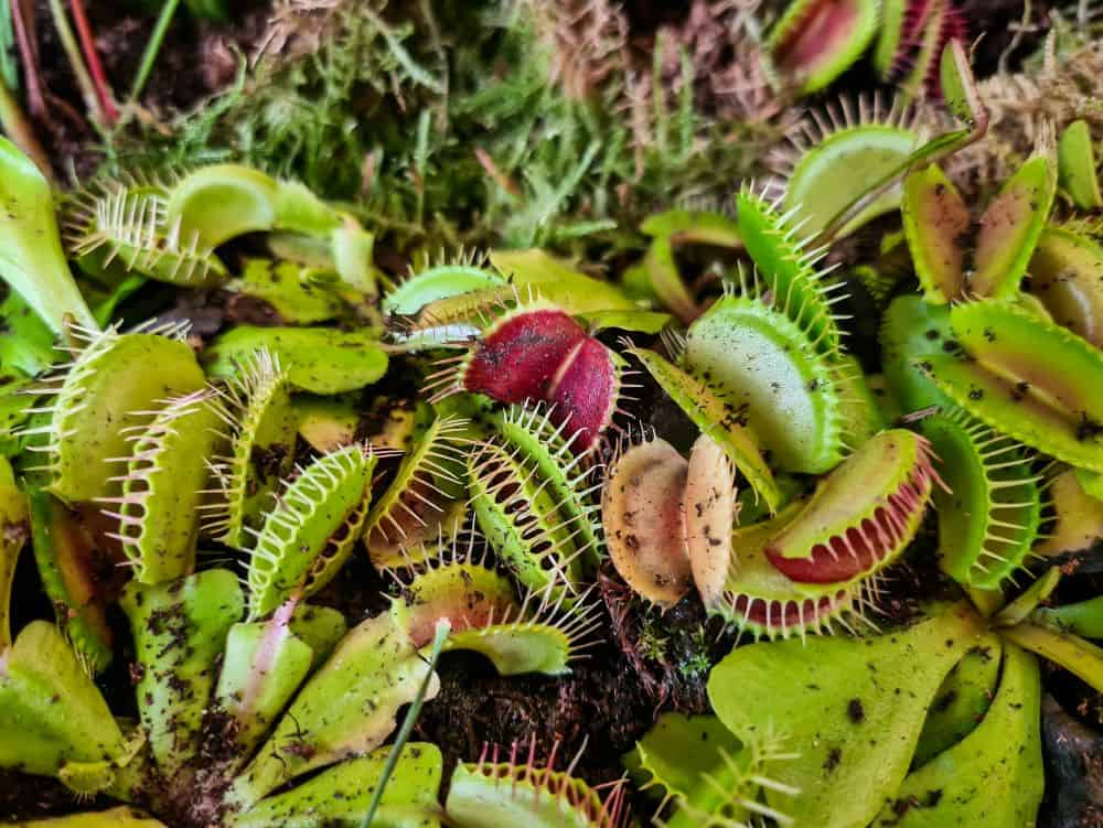 Group of venus flytrap plants growing in the wild.