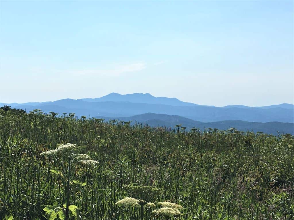A green field of flowers not in bloom with blue mountains in the background including Grandfather Mountain. 