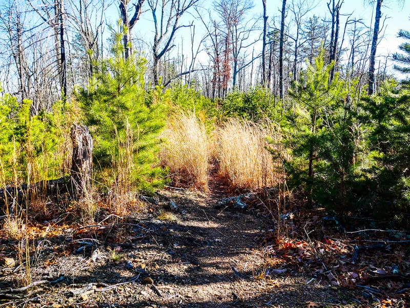 The top of Shinny Trail with dried grass and small trees.