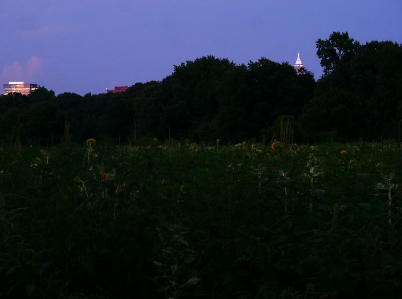 Downtown Raleigh lit at night with darkened sunflower field in the front. 