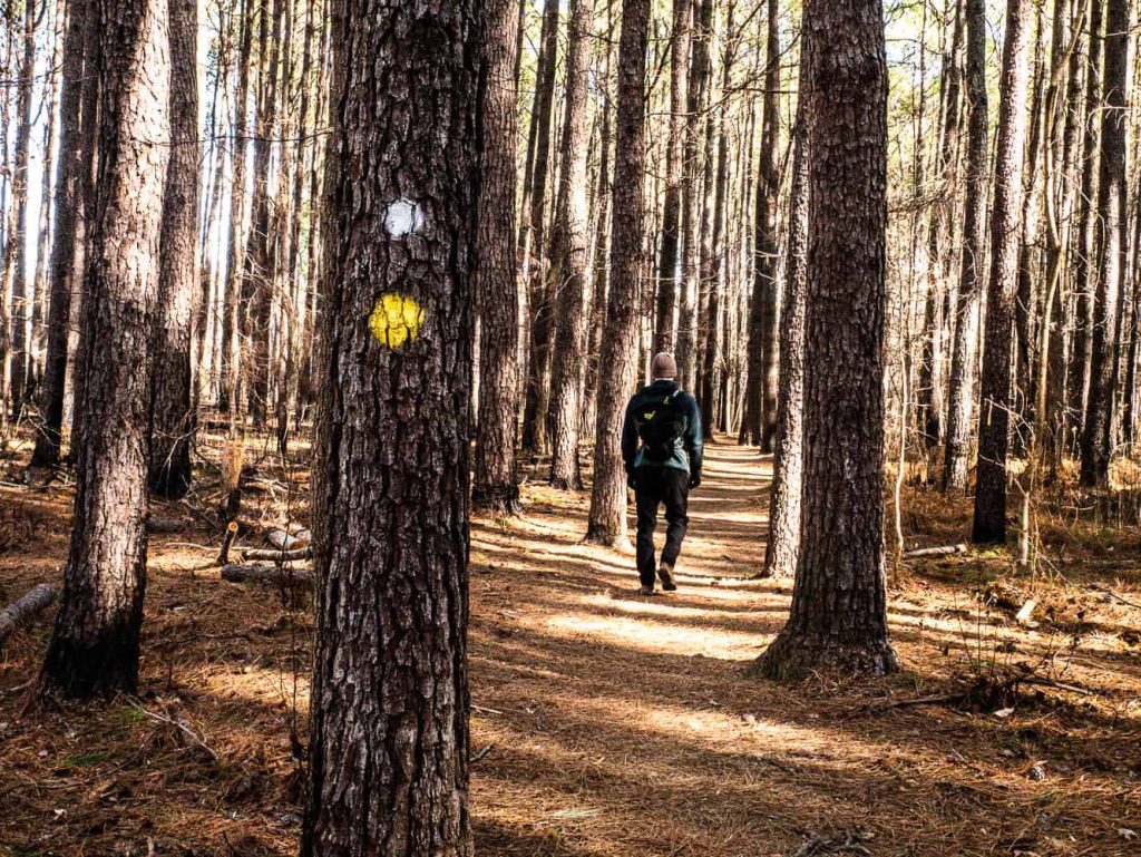 Hiker walking through woods on Laurel Bluffs Trail with white and yellow circle blazes on tree.