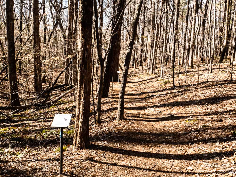 White stand with information about loblolly tree on Inspiration Trail. 