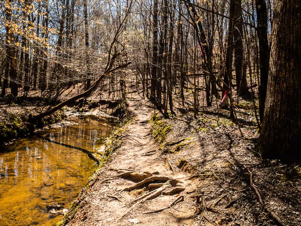 Narrow eroded trail alongside creek in wooded area. 