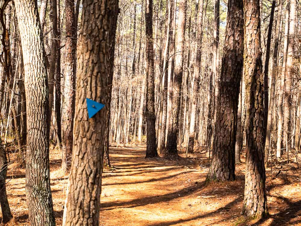 Tree on left with blue triangle blaze in wooded area with flat trail. 
