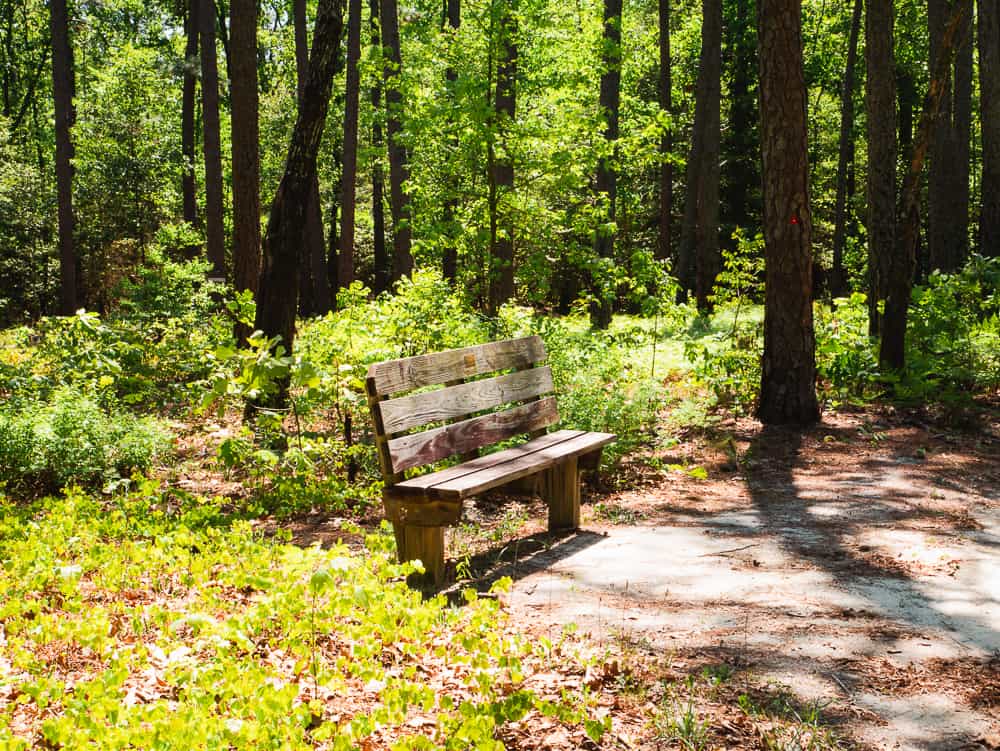 Wooden bench surrounded by green shrubs and pine trees. 