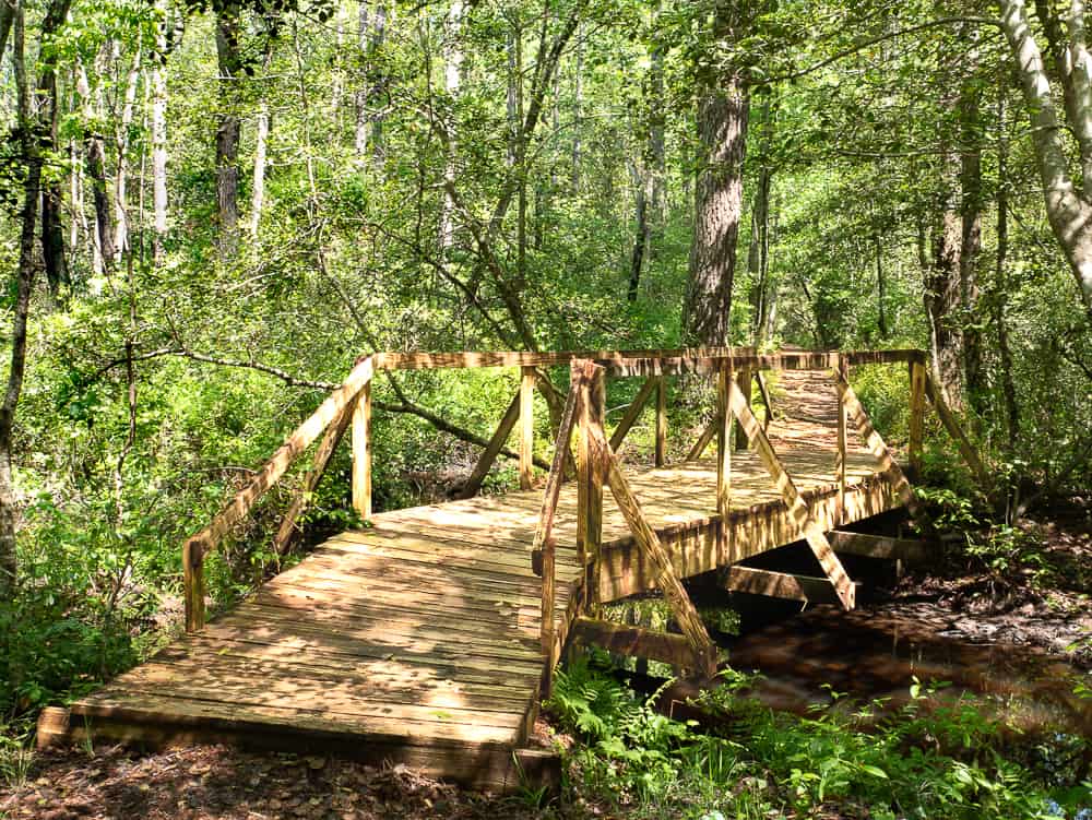 Wooden bridge with rails over small creek with lush green shrubs and thick green trees on the far side. 