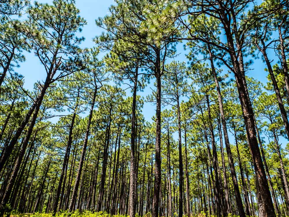 Large, dense group of longleaf pine trees along Pine Barren Trail in Weymouth Woods.