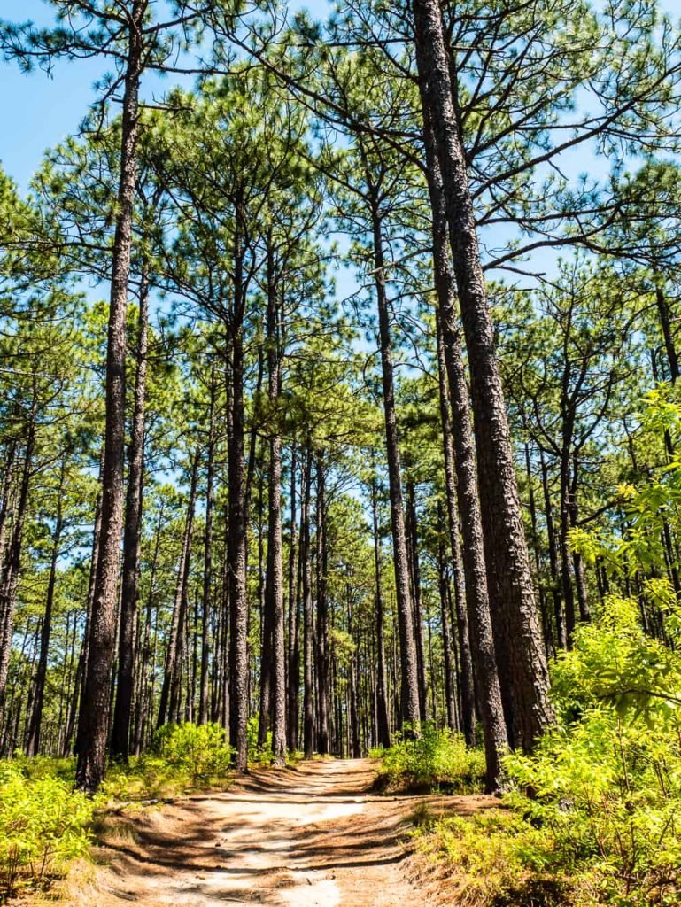 Trail lined with pine trees on both sides in vertical landscape.