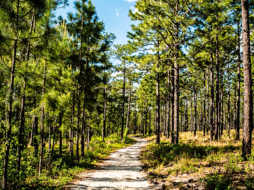 Packed sand hiking trail winding through green pine trees with blue sky.