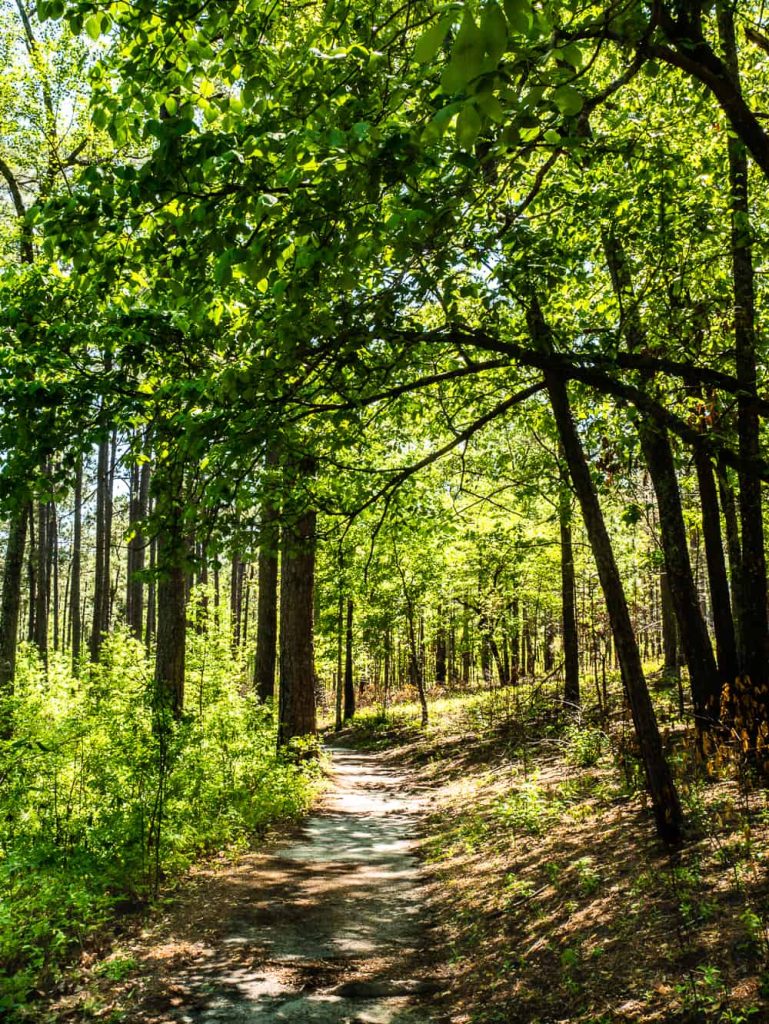 Shady trail lined with green bushes, pine trees, and green trees.