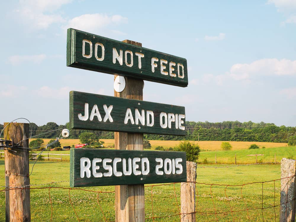 Green wooden sign that states Do Not Feed, Jax and Opie, Rescued 2015. Green meadow behind sign. 