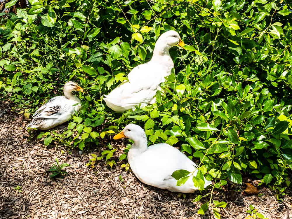 Three white domestic ducks sitting in a green bush.