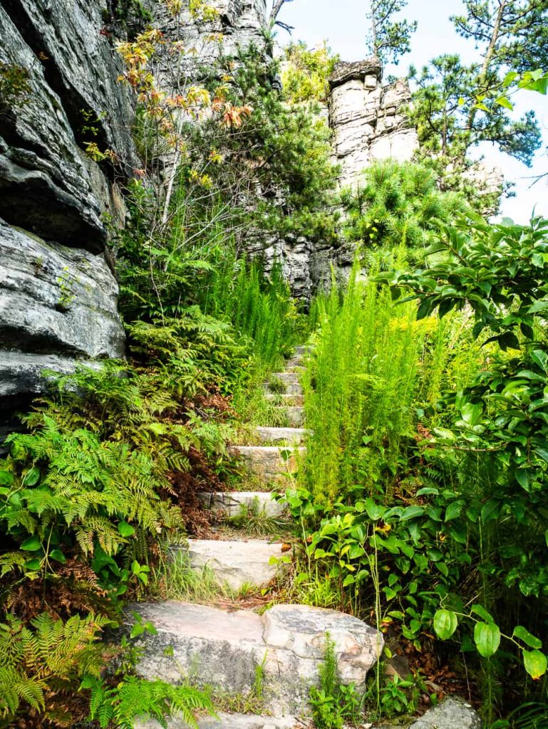 Stone steps with a rock shelf on the left and high green grass and ferns on both sides.