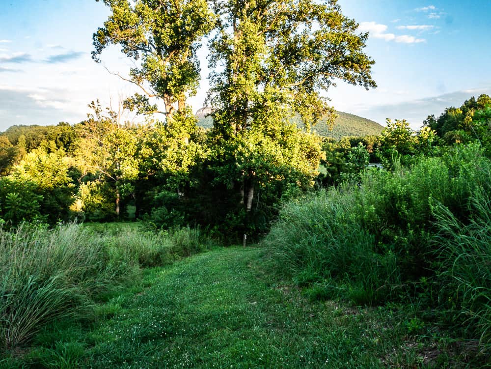Green grass meadow with large center patch mowed to create a trail. A mountain in the background pokes out from behind a tree.