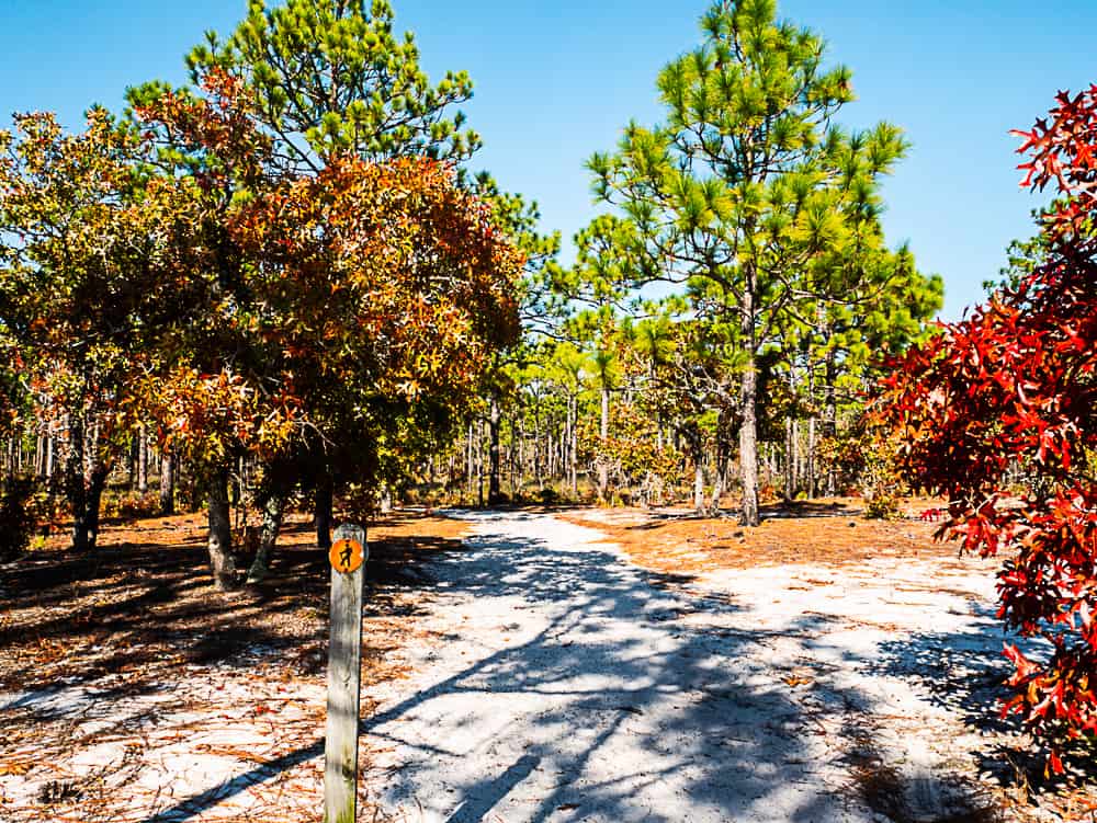Colorful fall trees with red and brown and green pine in the background lining a packed sand trail.