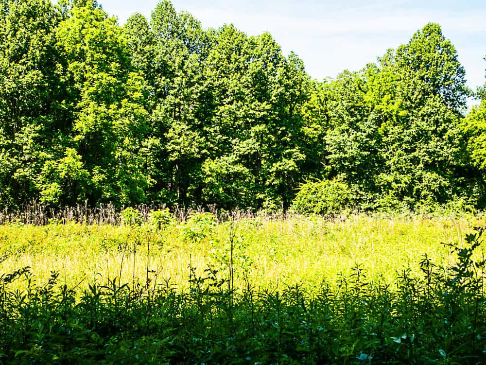 Tall grass with purple flowers growing in a meadow with green trees on the far end. 