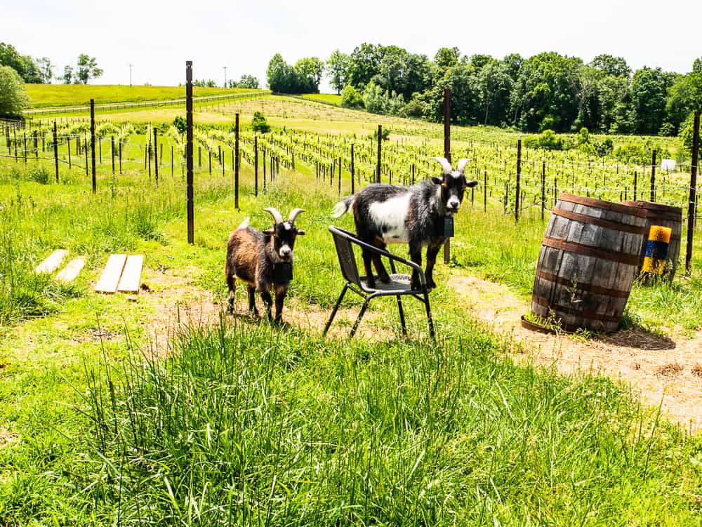 A black and white small goat standing on a black chair in a vineyard field. Next to it is a brown goat with horns. Both are looking at the camera. 